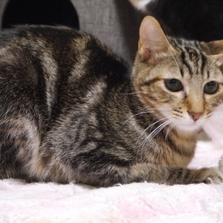 太い縞模様　静かな男の子