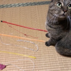 お気に入りのおもちゃ