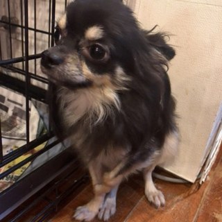 怖がりさんなブラタンチワワ