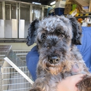 ！！緊急！！【香川県迷子・シュナウザー風】