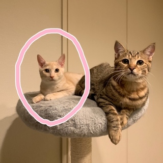 クリーム色の薄い茶トラの男の子