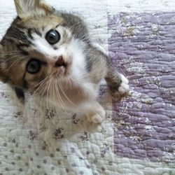 第82回　にゃん☆ぴーす犬猫譲渡会