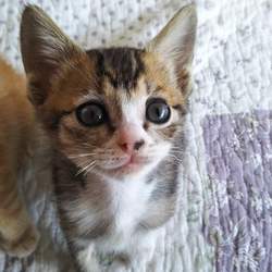 第82回　にゃん☆ぴーす犬猫譲渡会 サムネイル2