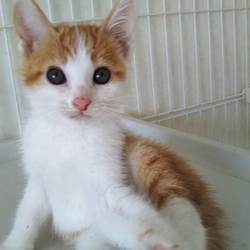 第82回　にゃん☆ぴーす犬猫譲渡会 サムネイル3