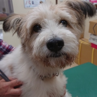 交渉中 人の後をついて歩く甘えん坊