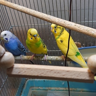 現在交渉中。セキセイインコ＋ケージ他 
