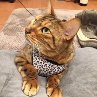 【里親決定】ベンガル　10歳　オス　去勢済