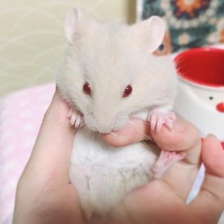 ハムスターの赤ちゃんの里親募集します！