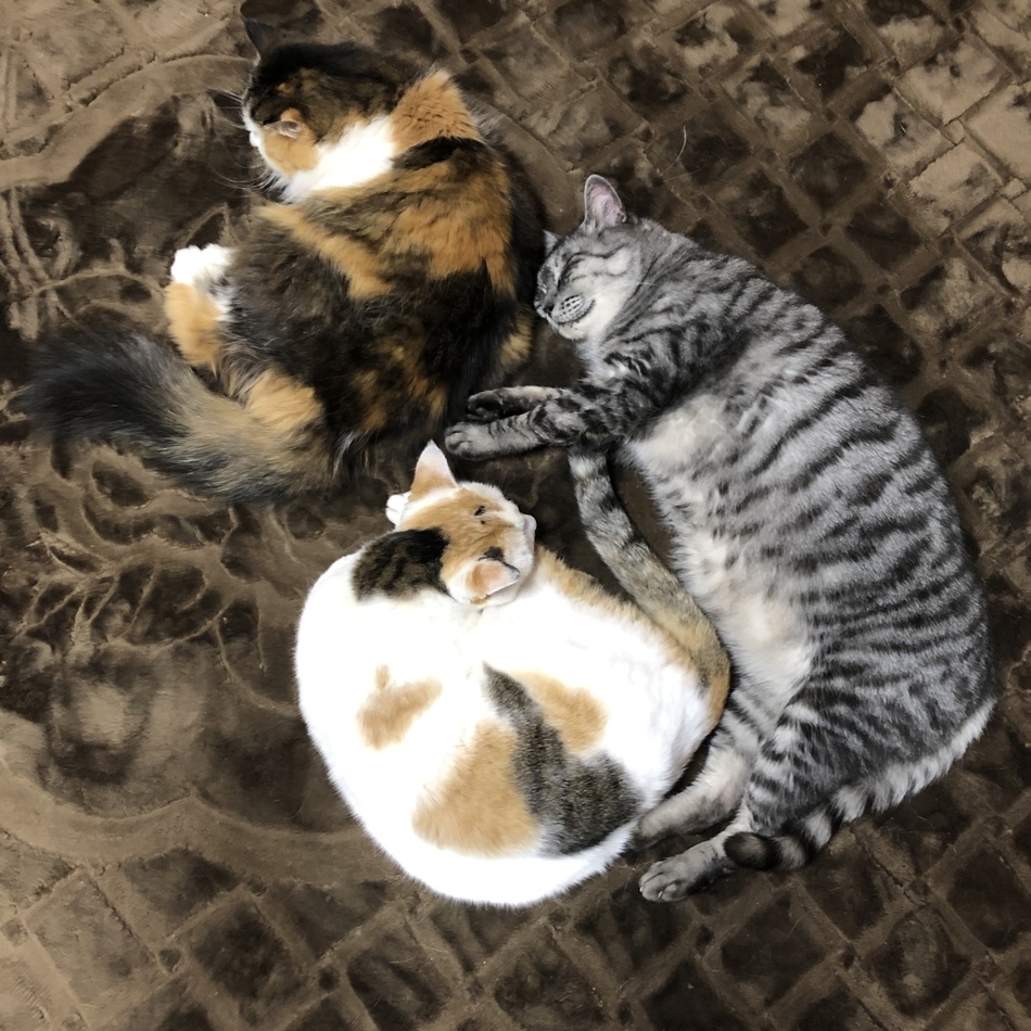 たまのカバー写真