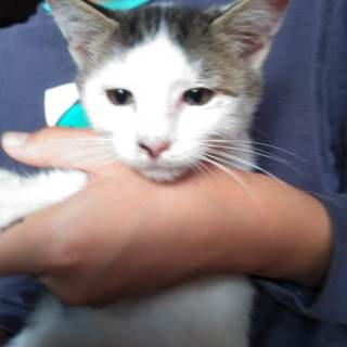 すりすりなめなめしてくれる白きじの男の子