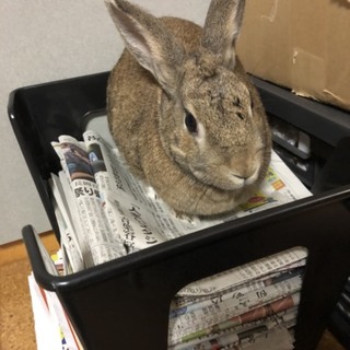 保護うさぎ　温泉うさぎ　盛ちゃん（メス）