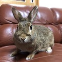 保護うさぎ　温泉うさぎシフォン♀