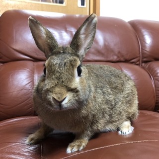保護うさぎ　温泉うさぎシフォン♀