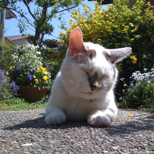 ポポンのカバー写真
