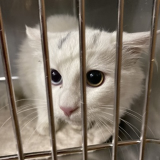 オッドアイ長毛白猫くん