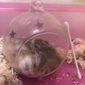 ロボちゃん里親様確定しました