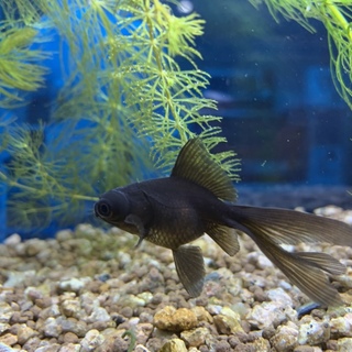 黒出目金2匹（各1匹2名譲渡）