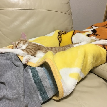 癒されるー寝顔