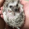 ハリネズミ里親募集 サムネイル2