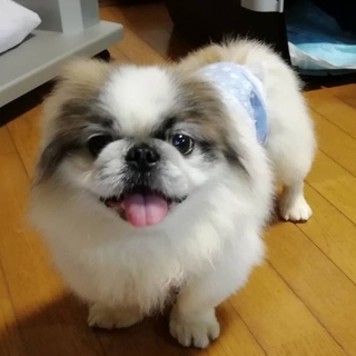 ペキニーズMixの恵太くん