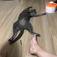 ネル