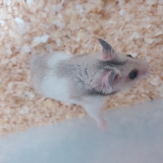 ドルデンハムスター