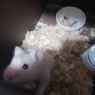 ゴルデンハムスター(白ちゃん)