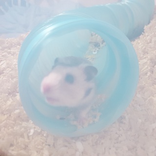 ゴルデンハムスター 