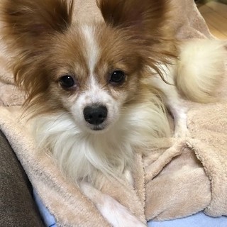 パピヨン５歳　★人慣れ抜群★　ライム君