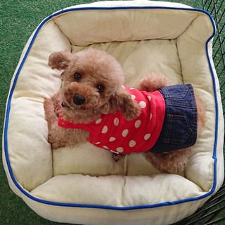 プードル　7～10歳　つくしちゃん