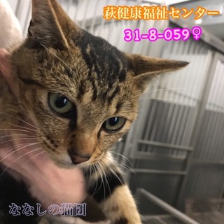 甘えん坊で寂しがりキジちゃん♡まだ子猫です。。