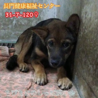 恐いのを一匹ぼっちで耐えてる子犬ちゃん♀(TT)
