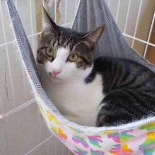 猫慣れOK　人見知り　ご飯大好き