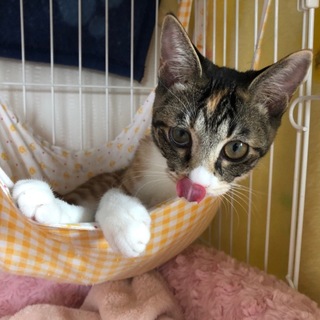 5月末うまれ　人馴れ抜群な三毛猫