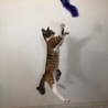5月末うまれ　人馴れ抜群な三毛猫 サムネイル6