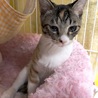 5月末うまれ　人馴れ抜群な三毛猫 サムネイル7