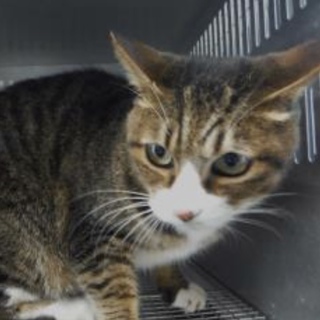 里親様に迎えられました。成猫 性別不明 279