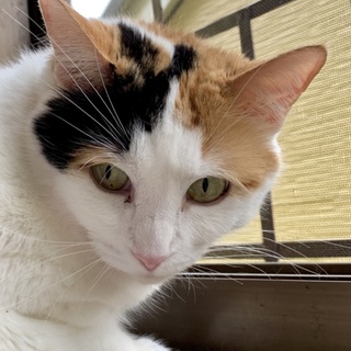 里親を待っている 窓外野風景が大好きな花子ちゃん