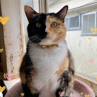 里親を待っている おとなしい2つの顔 メメちゃん