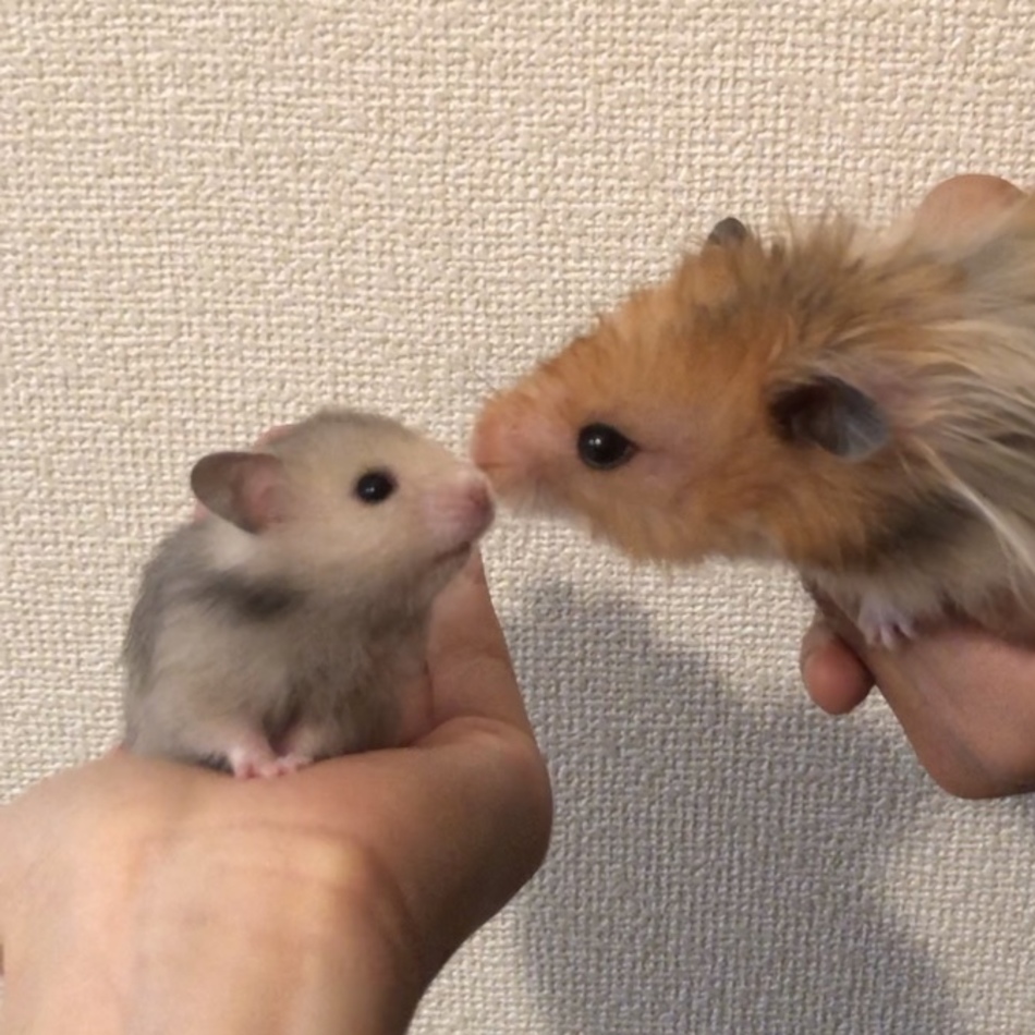獅子丸のカバー写真