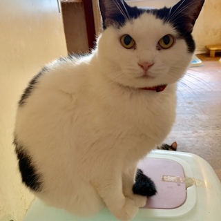 優しいボンコちゃん