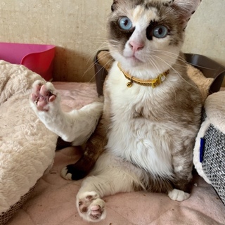 純粋な目している チョロちゃん