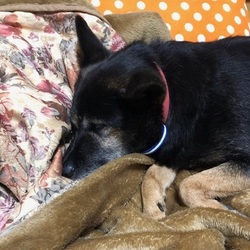 アイしゃん里親決定おめでとう～♡