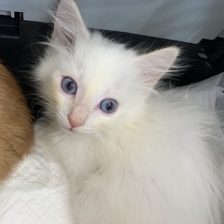 ふわふわ長毛◆晴れ乃ちゃんメス３ヶ月