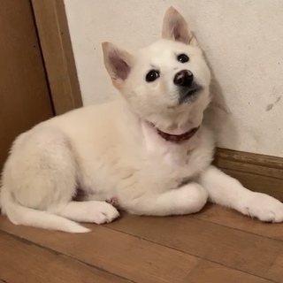 悪質な遺棄された子犬2匹の里親様を募集！！