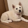悪質な遺棄された子犬2匹の里親様を募集！！ サムネイル2