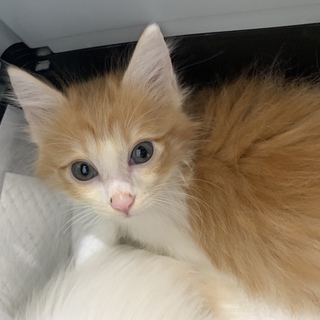 フワフワ長毛◆涼（すず）ちゃん　茶白メス　
