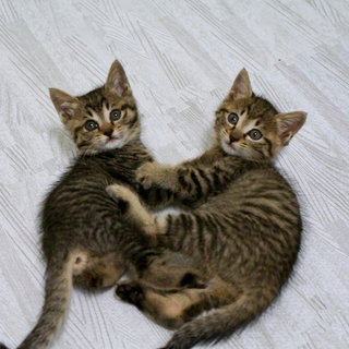 仲良し姉妹一緒のお迎え♪いね＆わらペア☆