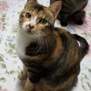 ご飯も遊びも大好きタンポポちゃん