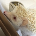 ハリネズミの里親さん募集中